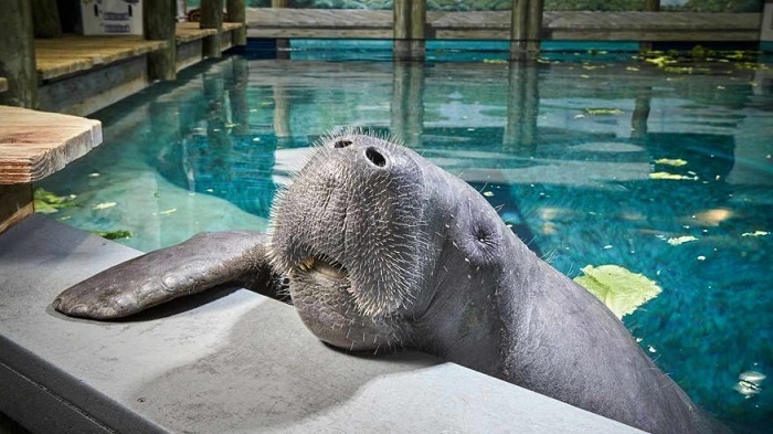 Meet Snooty: The world`s oldest manatee living in captivity